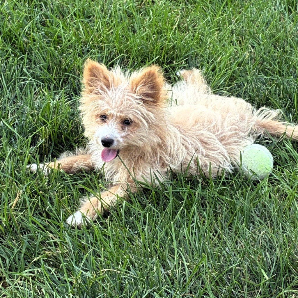 Daisy