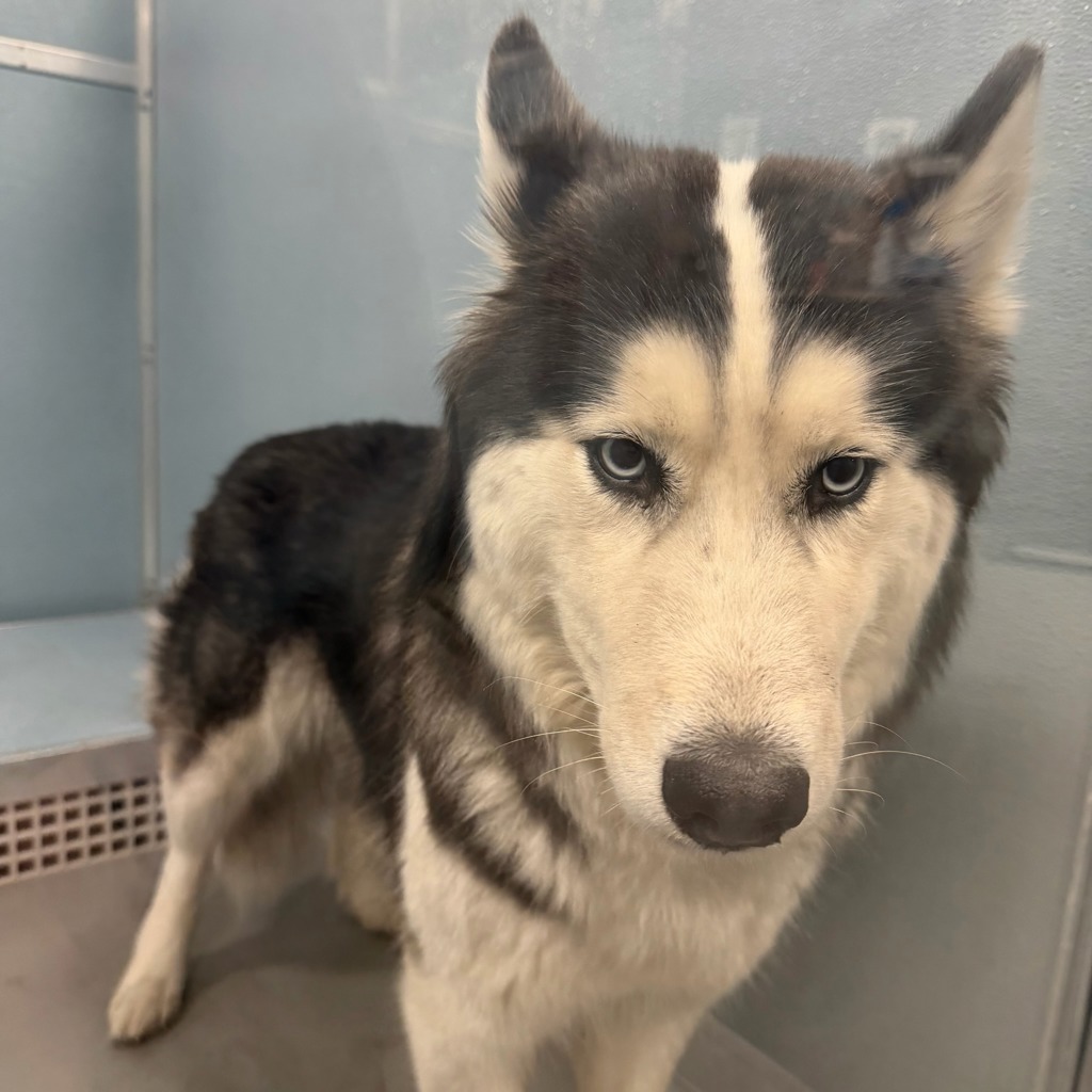 Daisy -- Bonded Buddy With Loki