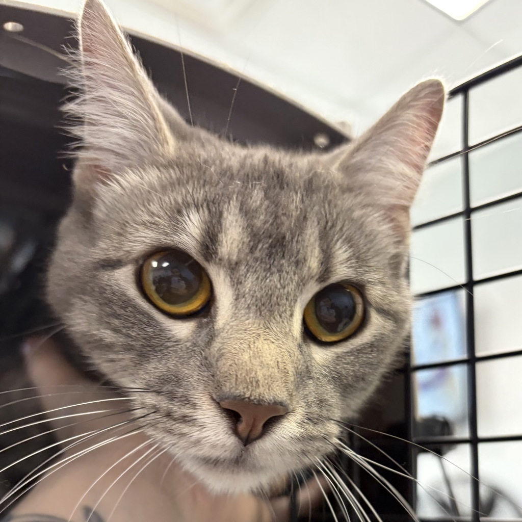 Ella