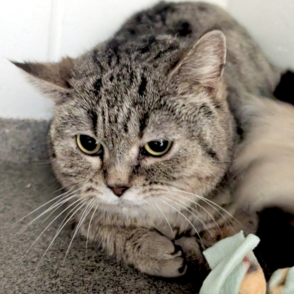 Faye -- Bonded Buddy With Zuka