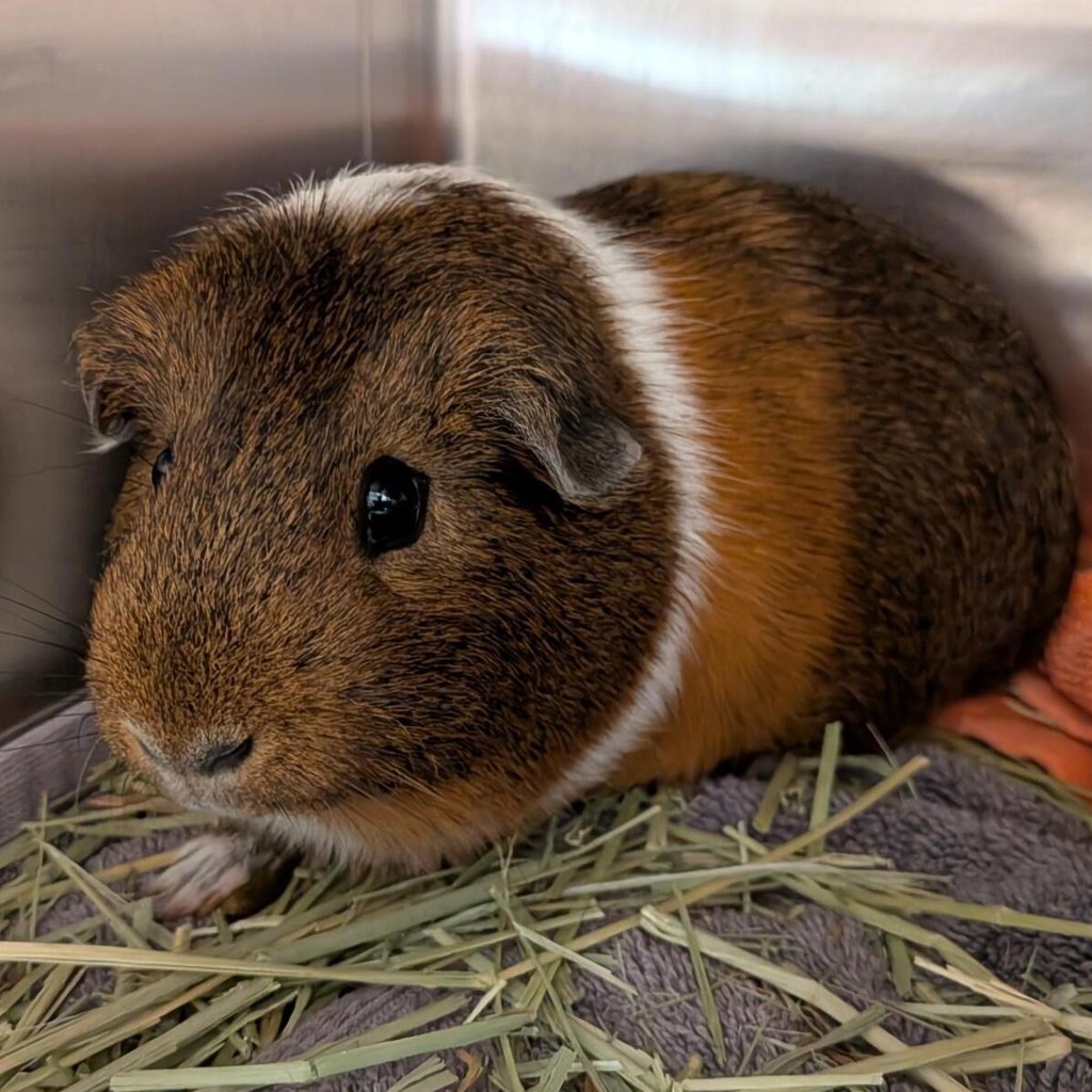Franklin