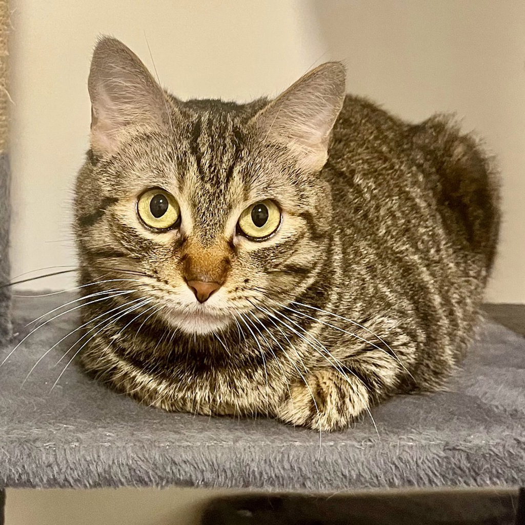 Gatuna