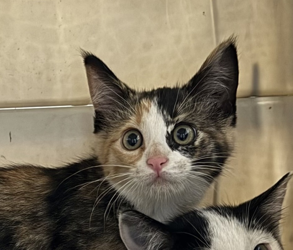 Gizmo