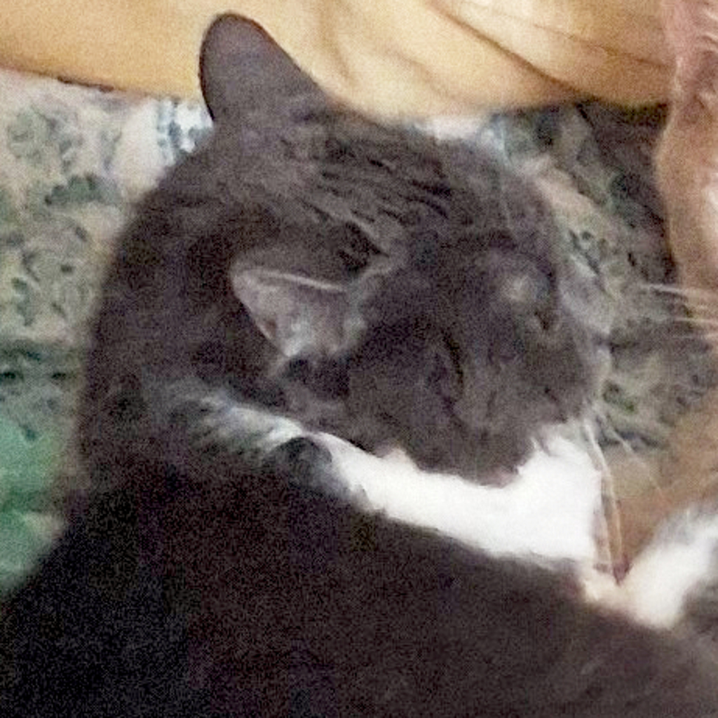 Gracie -- Bonded Buddy With Snickers