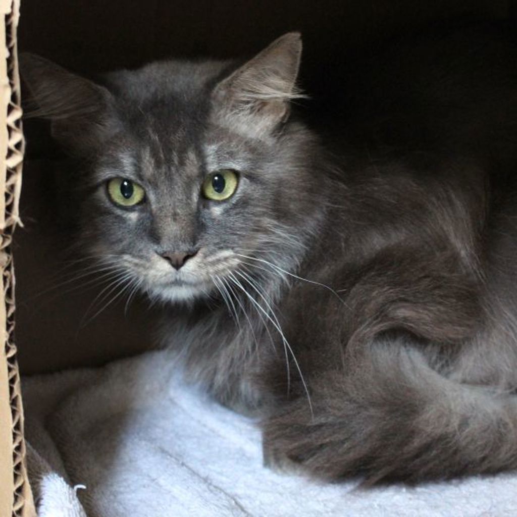 Graystripe