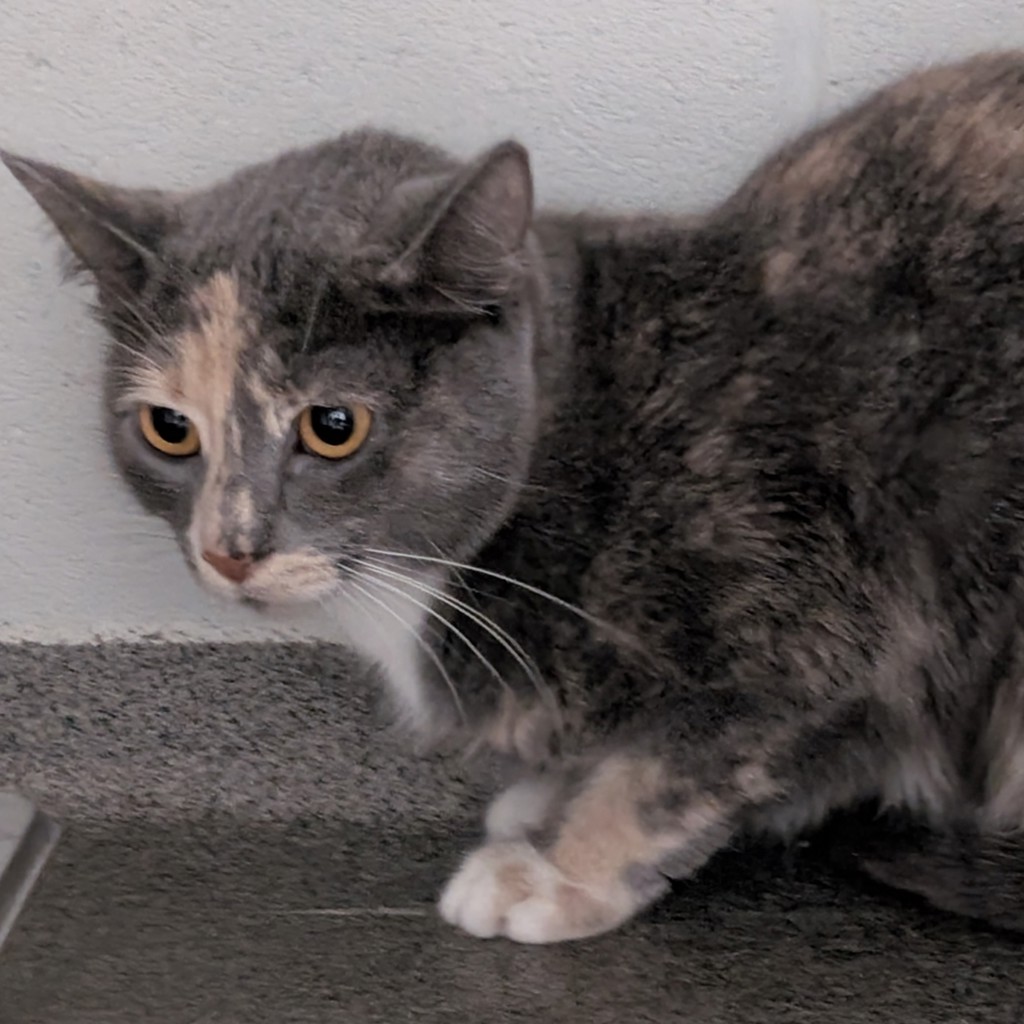 Iris — Bonded Buddy With Ivy