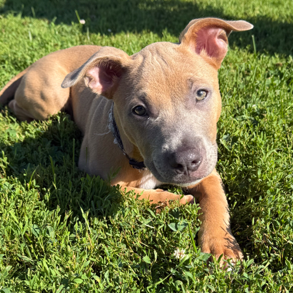 Josie