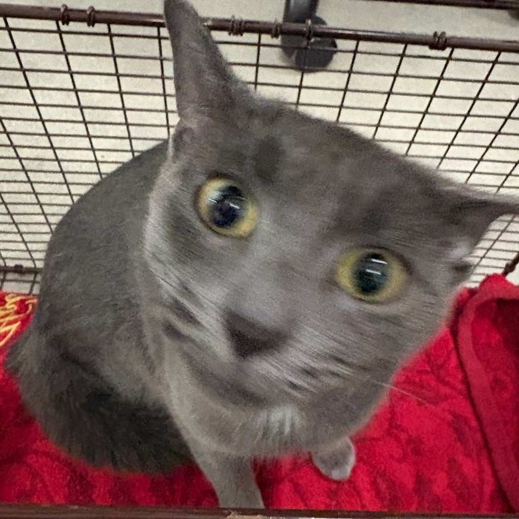 Josie