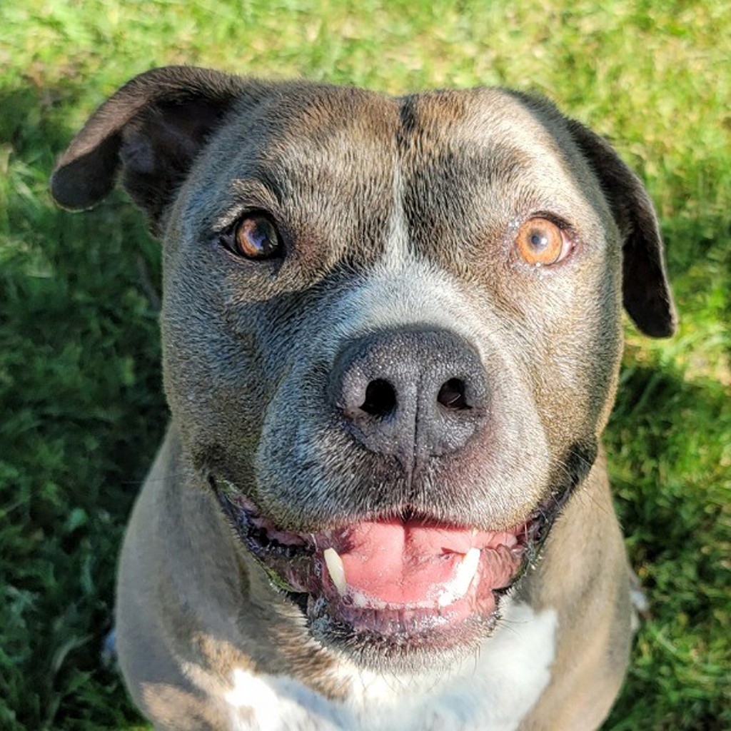 Kash