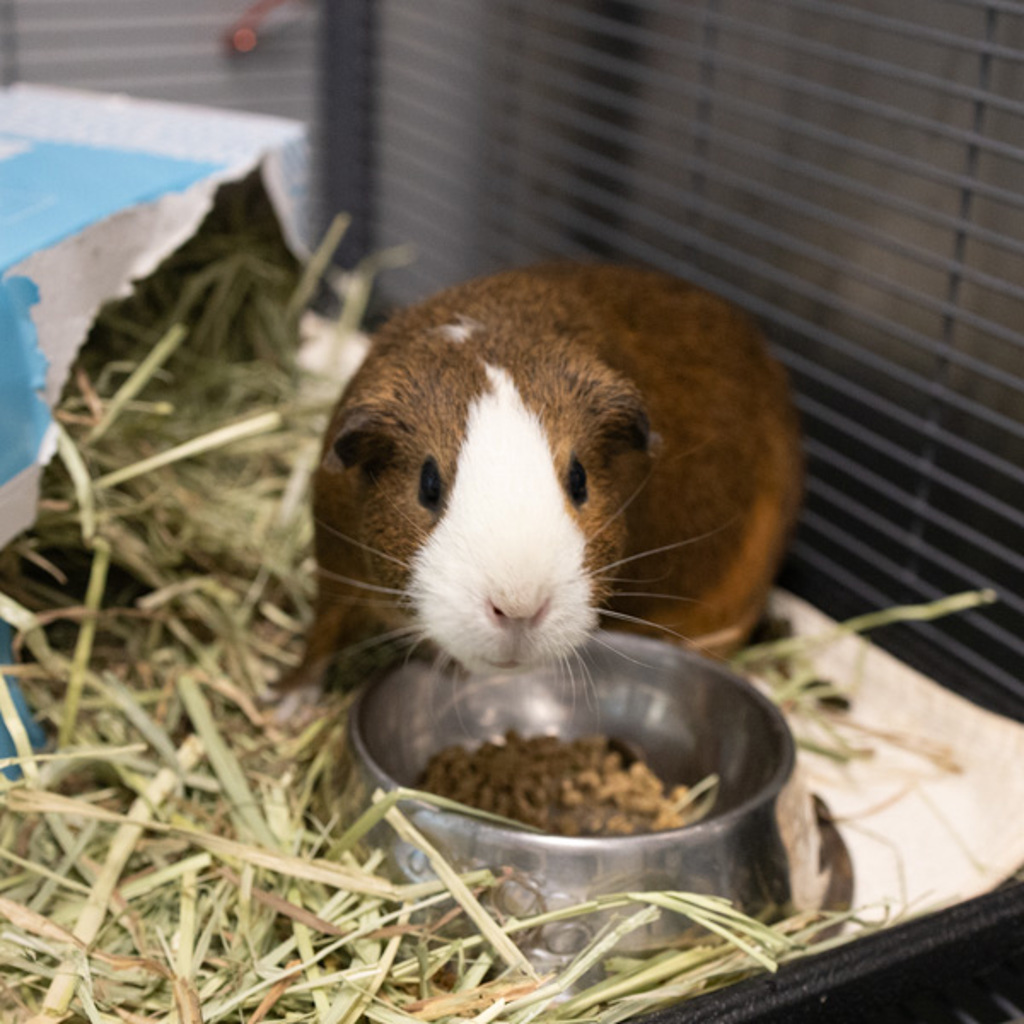 Kipper