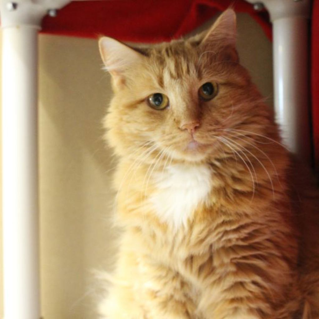 Kit Cat -- Bonded Buddy With Spiral