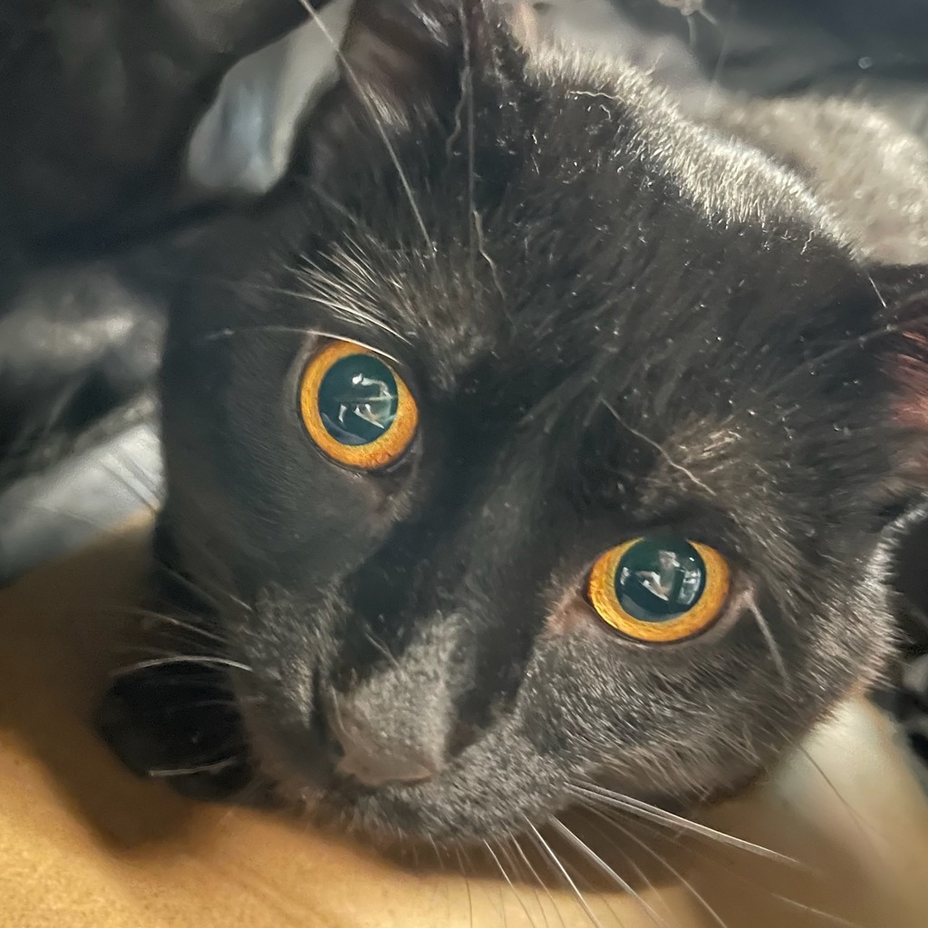 Kitty