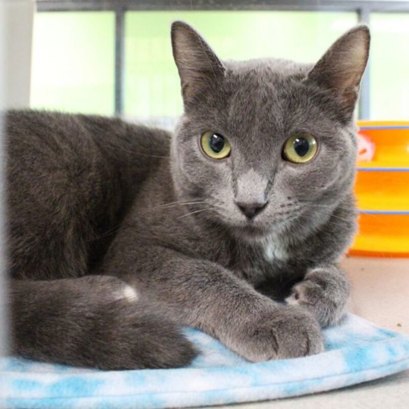 Lady Grey