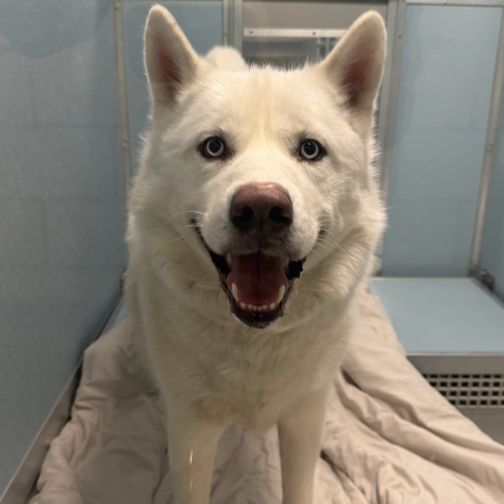 Loki -- Bonded Buddy With Daisy