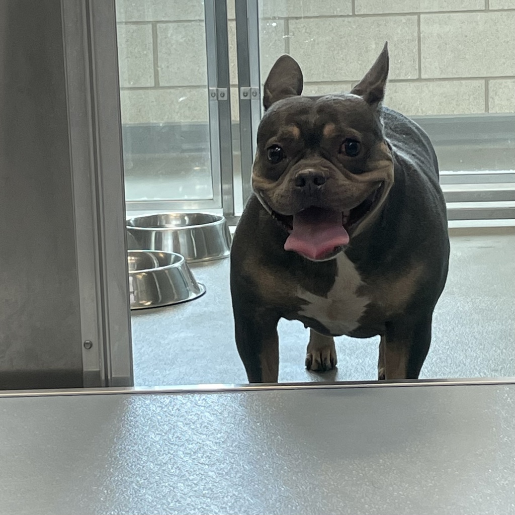 Lulu