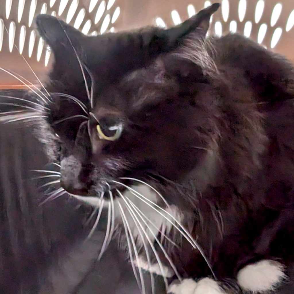Mango -- Bonded Buddy With Miko