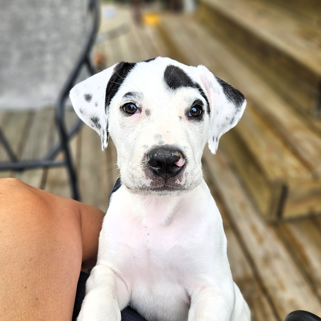 Marshall