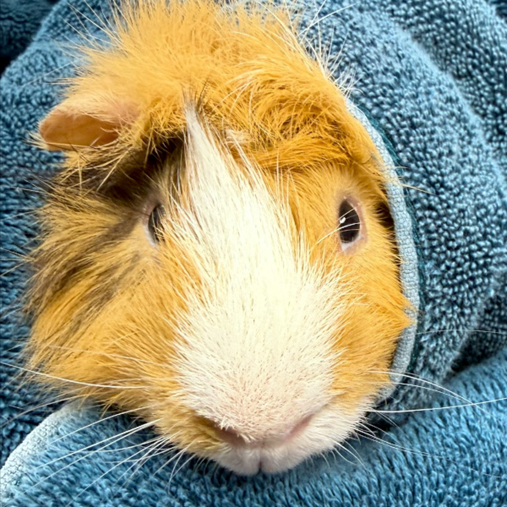 Maui -- Bonded Buddy With Pua