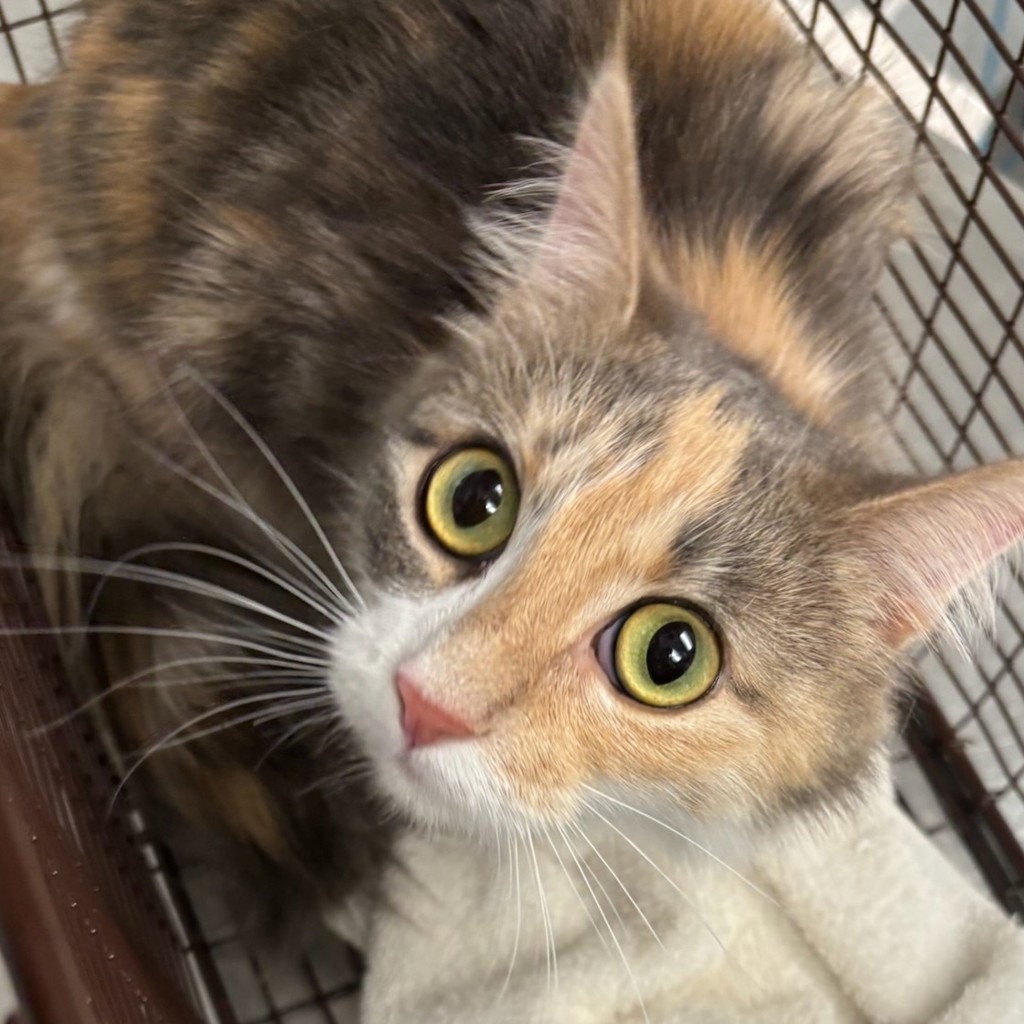 Mel