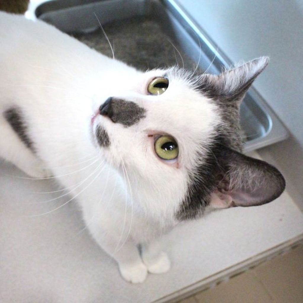 Merlin -- Bonded Buddy With Percival