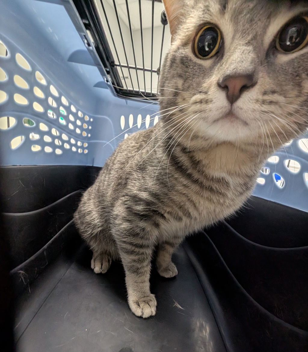 Miko -- Bonded Buddy With Mango