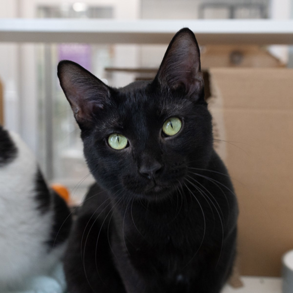 Milo - Bonded Buddy With Oreo