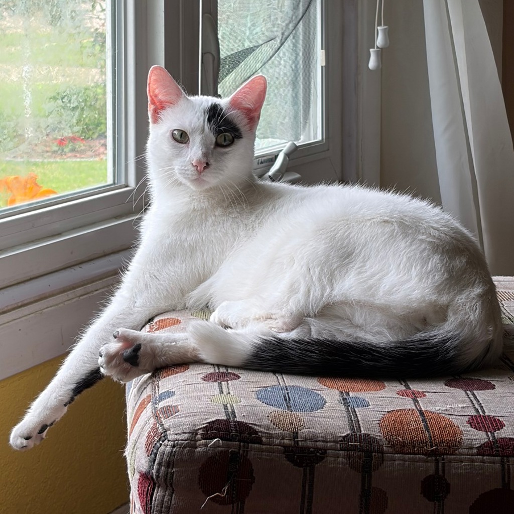 Milo -- Bonded Buddy With Stevie