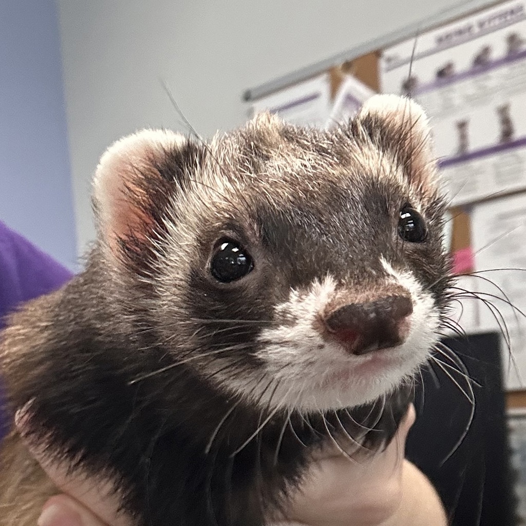 Mocha - Bonded Buddy With Cheese