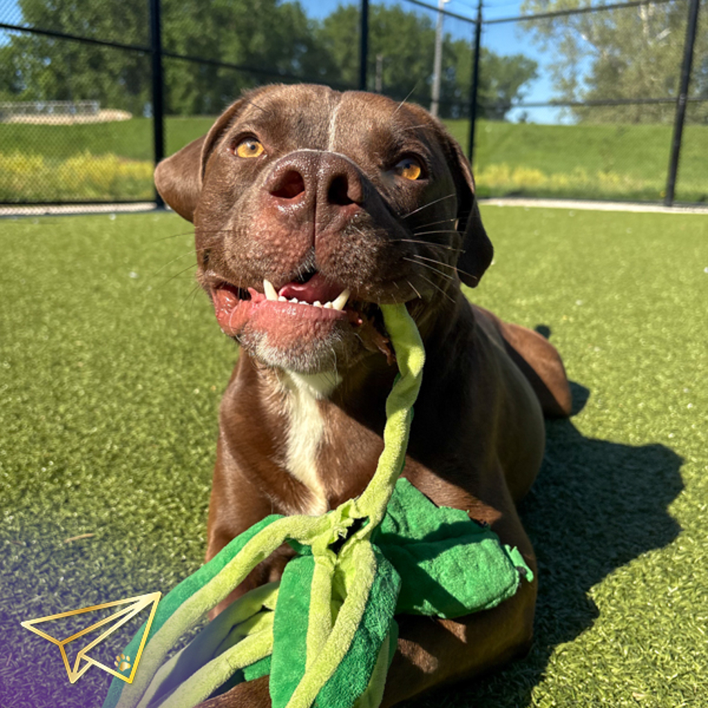 Mowgli