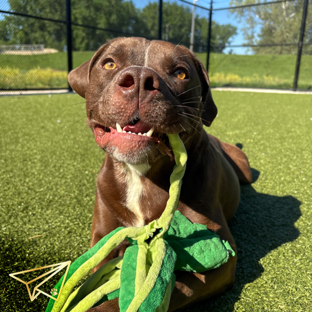 Mowgli