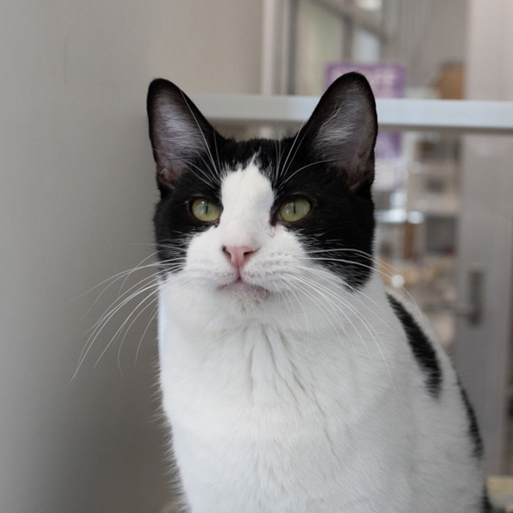 Oreo - Bonded Buddy With Milo