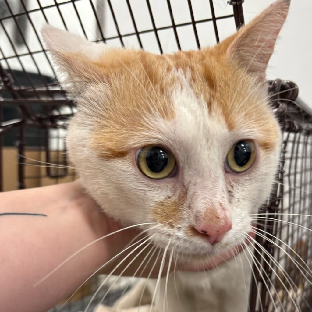Orville - Bonded With Wilbur