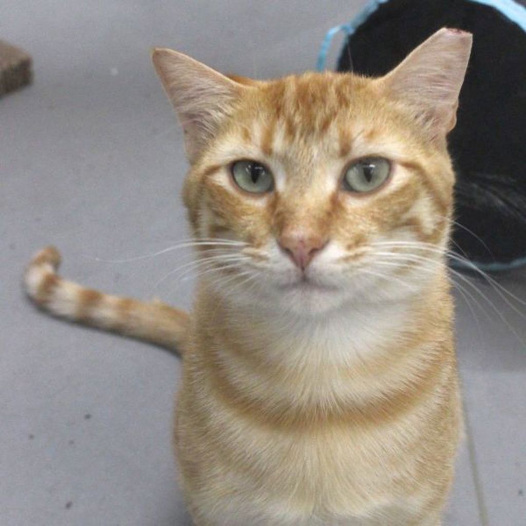 Oscar