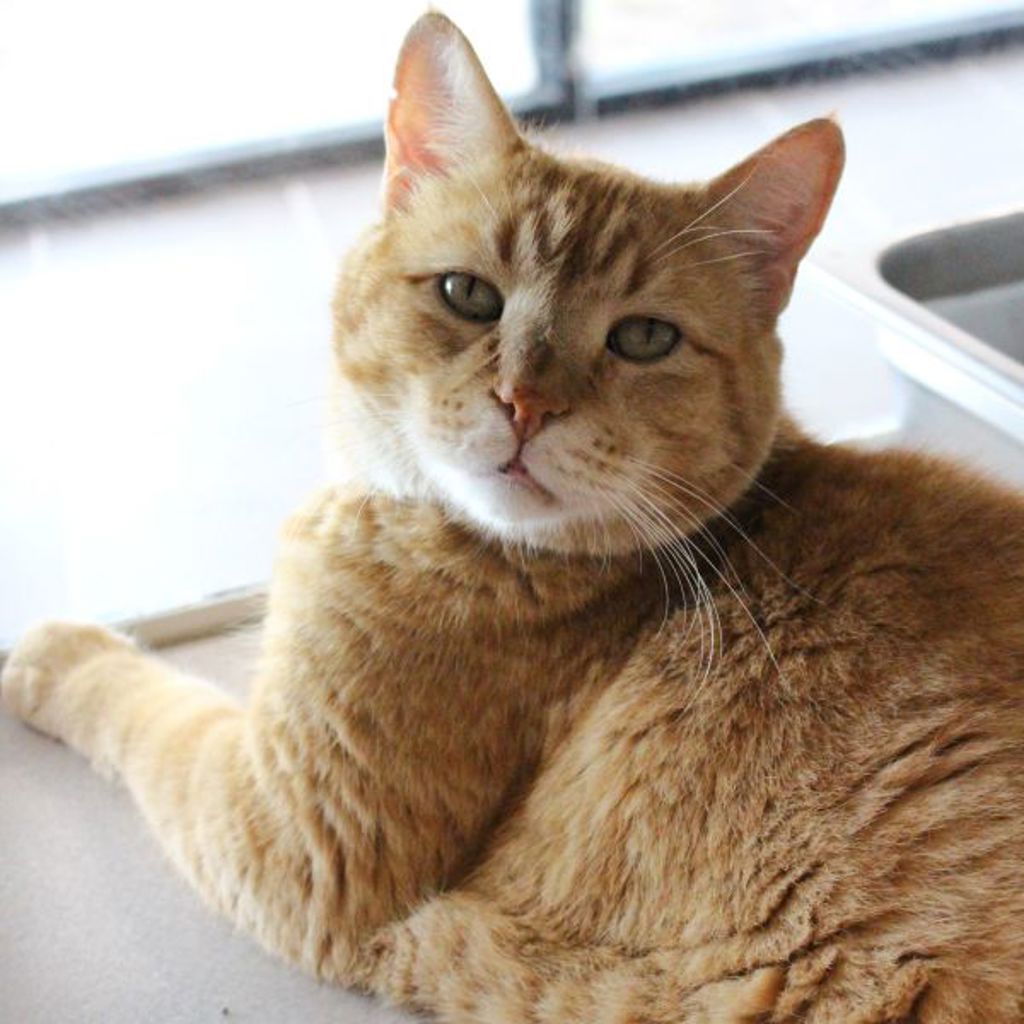 Percival-- Bonded Buddy With Merlin