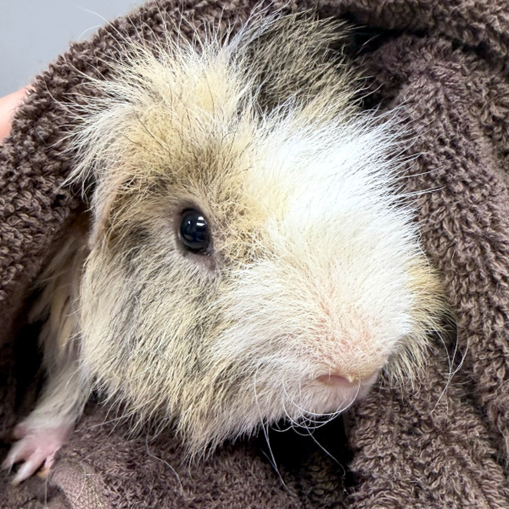 Pua -- Bonded Buddy With Maui