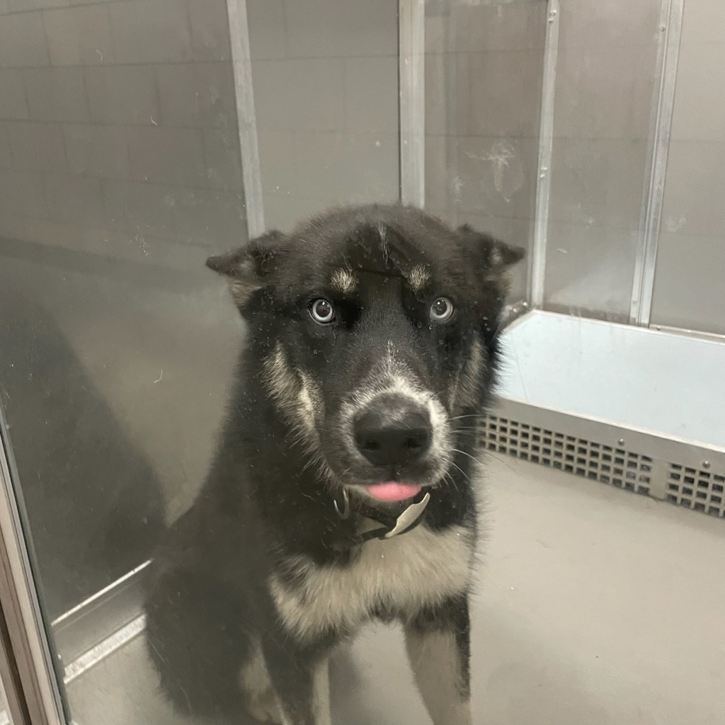Siberian Husky
