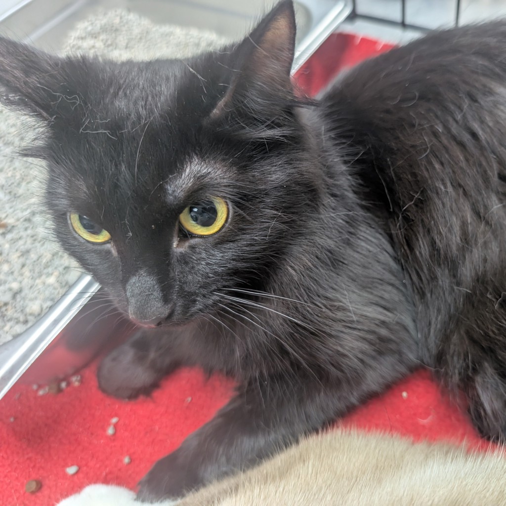 Shadow -- Bonded Buddy With Zoro