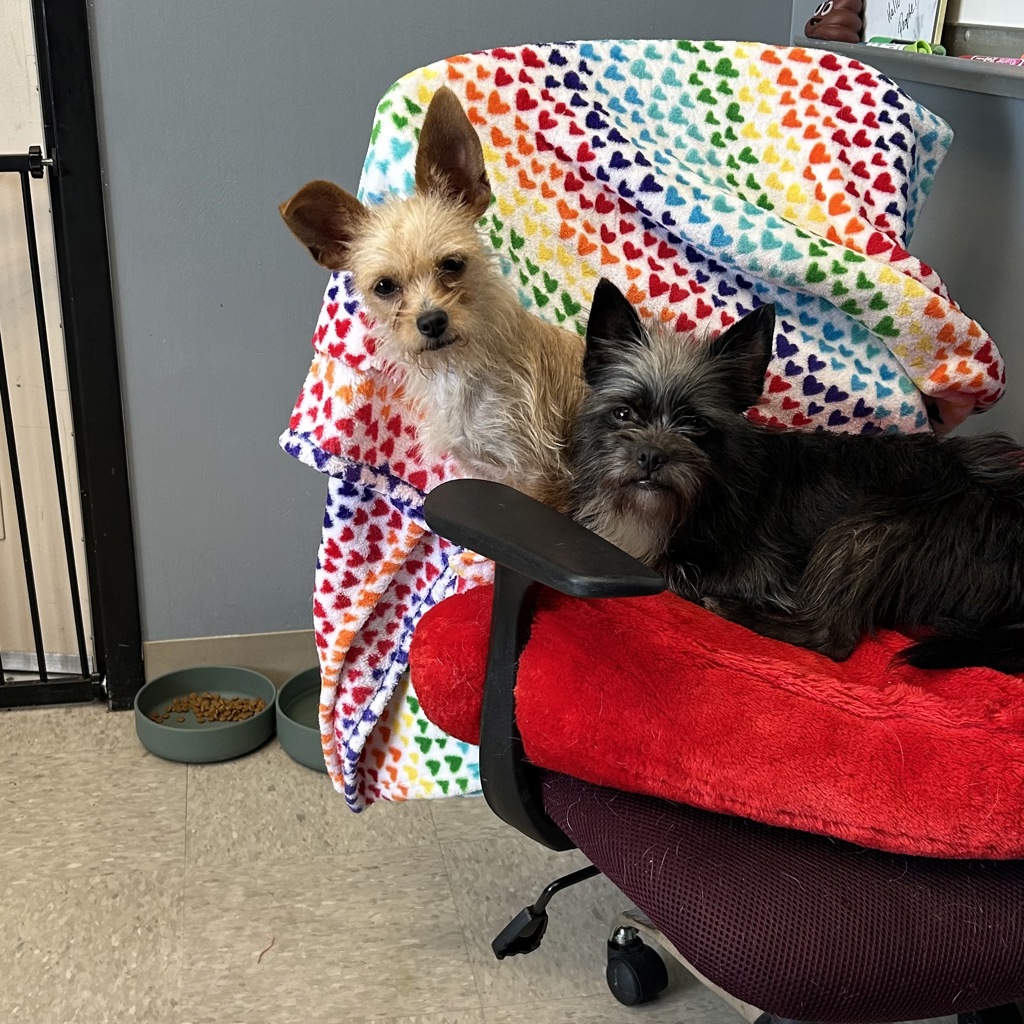 Sky -- Bonded Buddy With Turbo