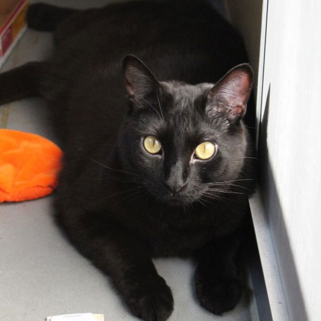 Smudge-- Bonded Buddy With Hera