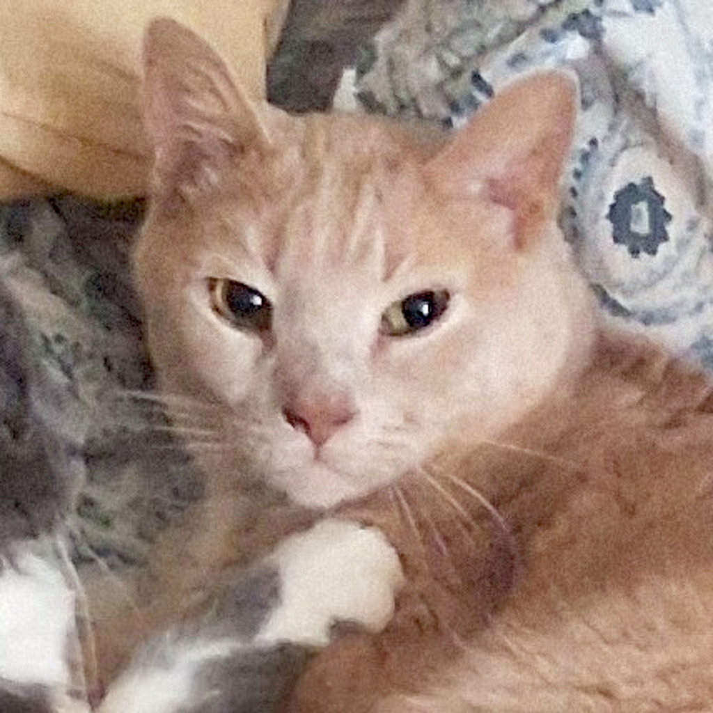 Snickers -- Bonded Buddy With Gracie