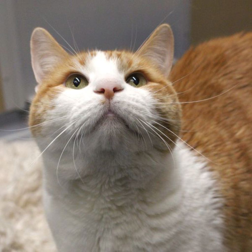 Spiral -- Bonded Buddy With Kit Cat