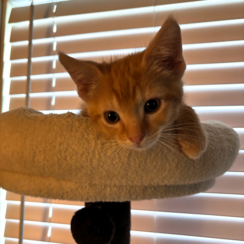 Tigger