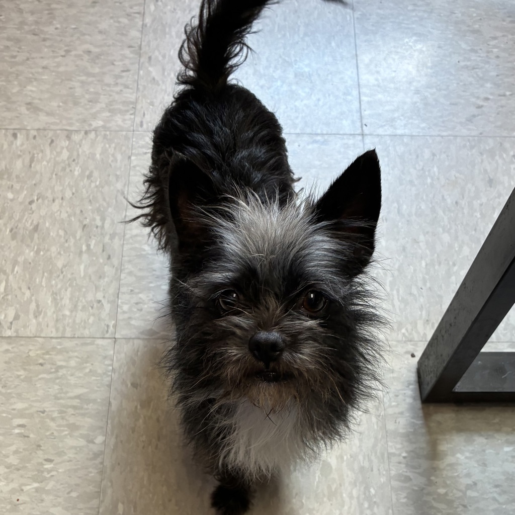Turbo -- Bonded Buddy With Sky