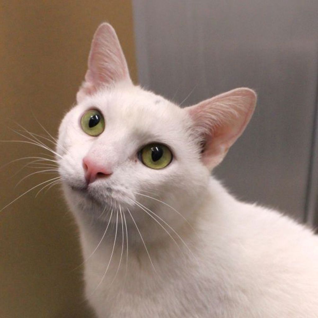 Whippersnapper -- Bonded Buddy With Charlie