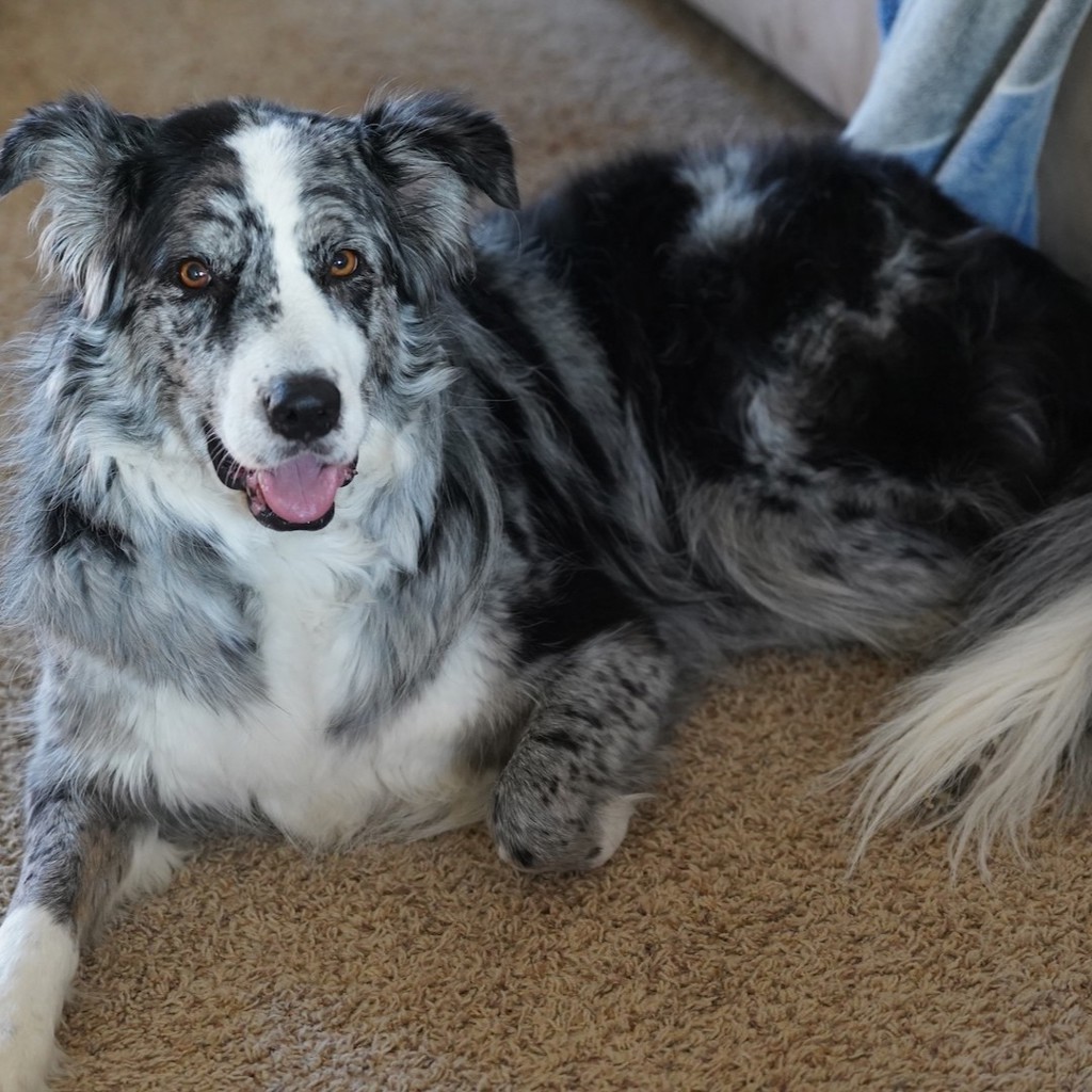 Zoey — Bonded Buddy With Nya