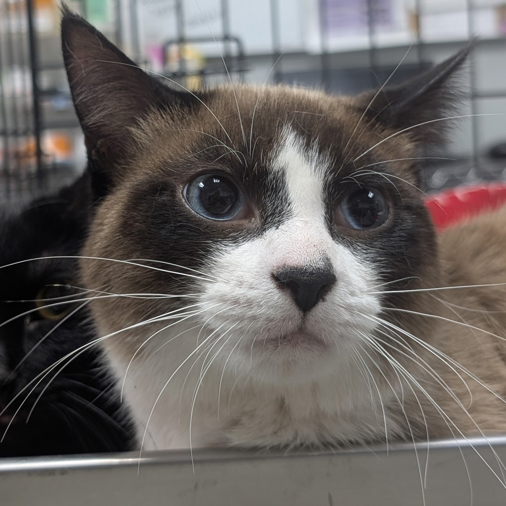 Zoro -- Bonded Buddy With Shadow