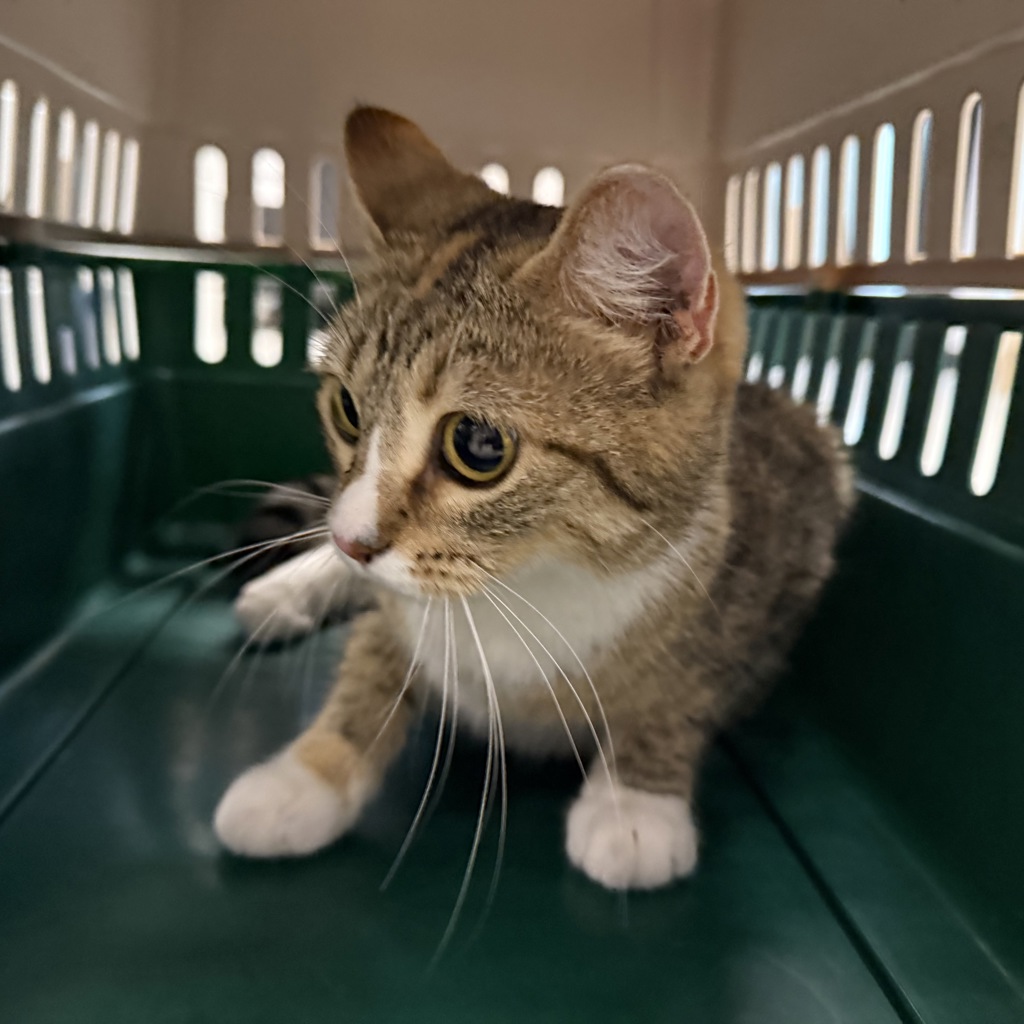 Mindi