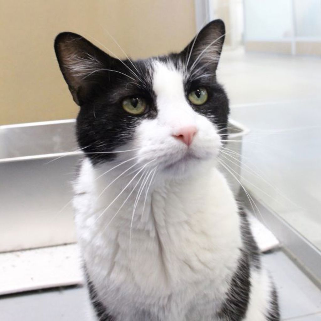 Ace -- Bonded Buddy With Binky