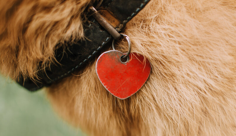collar ID tags