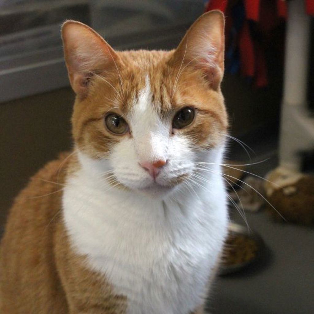 Ashe -- Bonded Buddy Of Tinkerbell